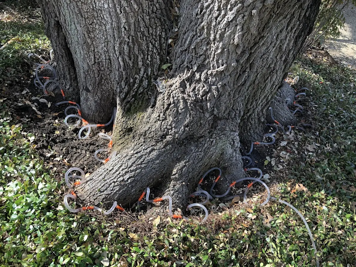 Detailed Tree Cabling and Bracing job site in Dorothy