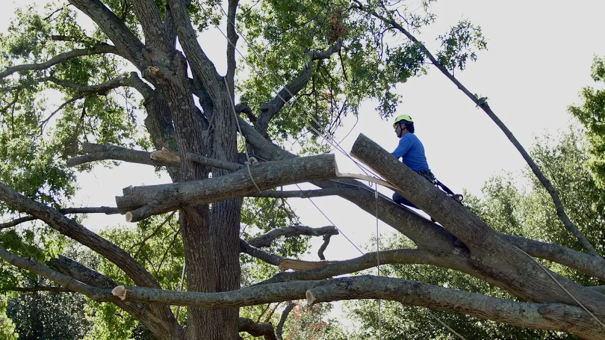 Professional Crown Thinning performed by certified arborists in Dorothy